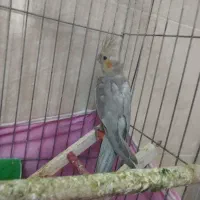 عروس هلندی|پرنده|تاکستان, |دیوار