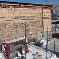 لانه بزرگ پرنده و کبوتر