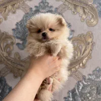 پامرین دختر سگ|سگ|اصفهان, ملک‌شهر|دیوار