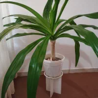 گل طبیعی