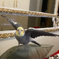 عروس هلندی نر یکساله