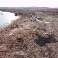 سگ سرابی|سگ|هریس, |دیوار