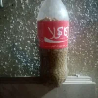 یک بطری غوره غوره دو بطری آبغوره هرکدام200 تومن