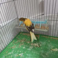 قناری نر ابلغ|پرنده|ملایر, |دیوار