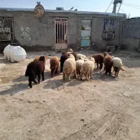 باسلام علیکم برای فروش بره عد ۱۲ درجة