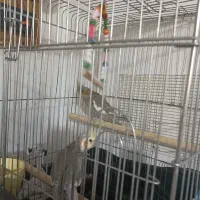 پرنده عروس هلندی