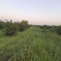 فروش-باغچه-متراژ-دلخواه