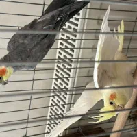 جفت عروس هلندی تخم دار