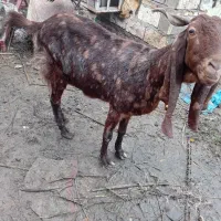 بز افغانی آبستن