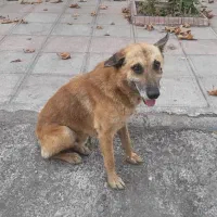 سگ مهربون واگذاری|سگ|رشت, گلسار|دیوار