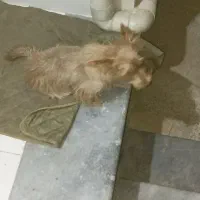 سگ پاکوتاه|سگ|گنبد کاووس, |دیوار