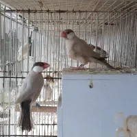 فنچ نرگسی|پرنده|مشهد, سجادیه|دیوار