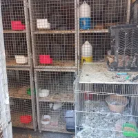 فروش تعدادی قفس جفت کن .بافنس وانتی|لوازم جانبی حیوانات|اسدآباد, |دیوار