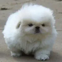 فروش سگ پیکینیز