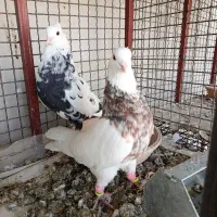 طوقی|پرنده|جره و بالاده, |دیوار