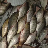 ماهی تازه صید کرخه