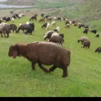 بره پروارپرگوشت ارسالی سراسر مشهد)