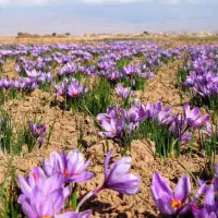 زمین کشت زعفران و پسته/اراضی قادرآباد/۳کیلومتر شهر