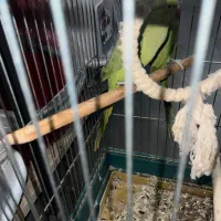 ملنگو نرو ماده قیمت عالی کارداده به شرط|پرنده|رودهن, |دیوار