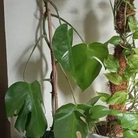 گل طبیعی|گل و گیاه طبیعی|پاکدشت, پاکدشت (مامازند)|دیوار