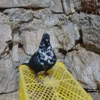 کبوتر خشکل وسالم