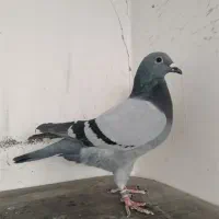 کبوتر پلاکی آلمانی مسافتی.پرشی . پولکی چاپی .سبز|پرنده|مشهد, آزادشهر|دیوار