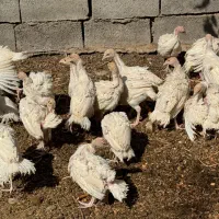 جوجه بوقلمون چهل روزه بیرونی سیکس اصل وزن ۱.۵|حیوانات مزرعه|رفسنجان, |دیوار