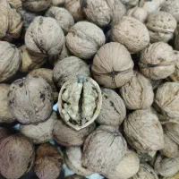 فروش گردو خشک امسالی اردبیل