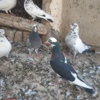 کبوتر غریب گیری|پرنده|ساوه, |دیوار