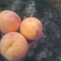 نهالستان سامین نهال|خدمات باغبانی و درختکاری|ارومیه, |دیوار