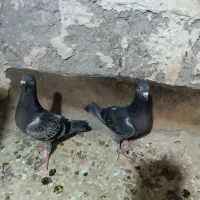 کبوتر مشکی دم سفید و سفید قزوینی و پولکی|پرنده|مشهد, توس (بلوار توس)|دیوار