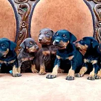 سگ دوبرمن اروپایی کیفیت های بینظیر و کلکسیونی