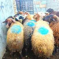 ۱۵ راس گوسفند شیره دار|حیوانات مزرعه|سنندج, |دیوار