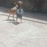جوجه لاری
