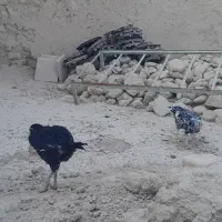 مرغ.خروس.لاری.وچابهاری|حیوانات مزرعه|بیرم, |دیوار