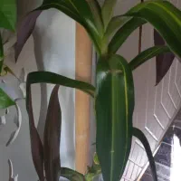 گل طبیعی|گل و گیاه طبیعی|پاکدشت, خاتون آباد|دیوار