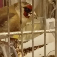 دو تا سهره نر ( رسمی و دورگ )