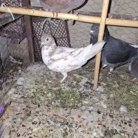 کبوتر|پرنده|دهدشت, |دیوار