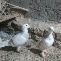 کفتر کاغذی