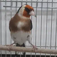 سهره|پرنده|تهران, شهید رجایی|دیوار