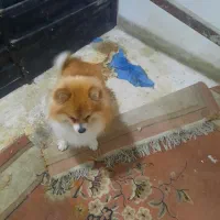 سک پامر|سگ|گرگان, |دیوار