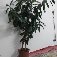 درخت فیلکوس|گل و گیاه طبیعی|مرند, |دیوار