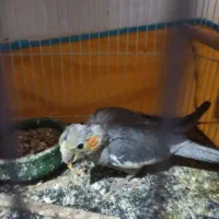 دوعددجوجه عروس هلندی هردوجنسیت نر|پرنده|فردوس (خراسان), |دیوار