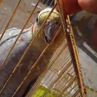 پرنده عروس هلندی