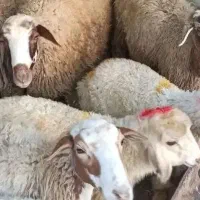 تالشی افشاری  رشته زنده کوههای اردبیل   زاگرس