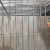 عروس و کوتوله|پرنده|اردستان, |دیوار