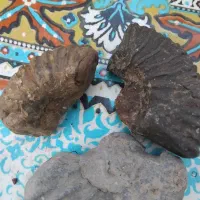 فروش سنگ فسیل|کلکسیون اشیاء عتیقه|گنبد کاووس, |دیوار