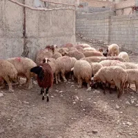 شک فروشی
