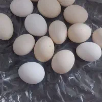 تخم مرغ  رسمی غرق اباد هستم