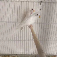 دستبند مچی مرغ عشق